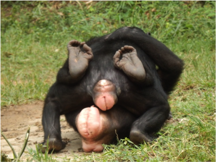 cul de bonobo.png