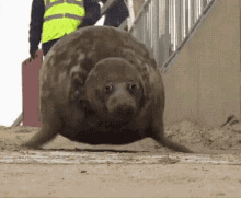 seal-bouncing.gif