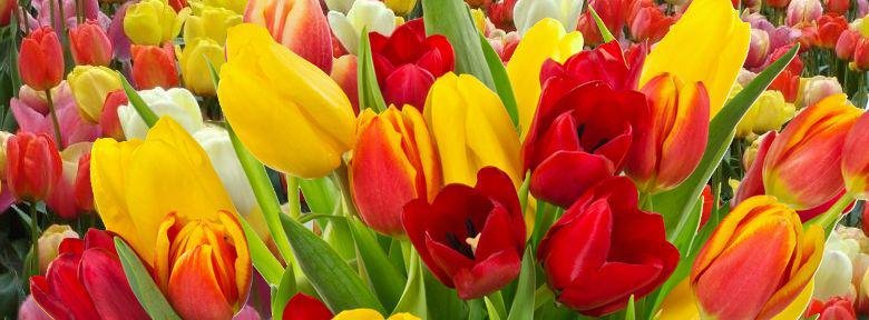 tulipes%20vari%C3%A9s%20fleurs.jpg