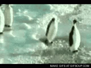 pingouins-gif.gif