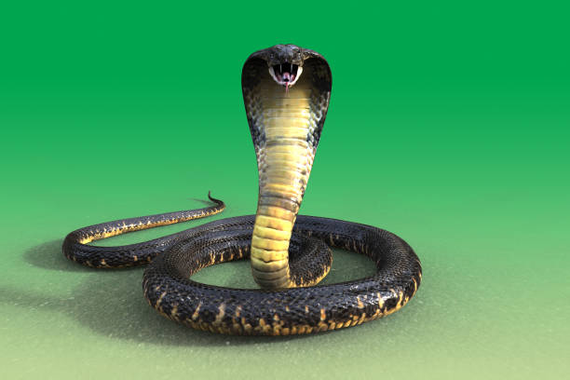 king-cobra-snake-picture-id641517804.jpg